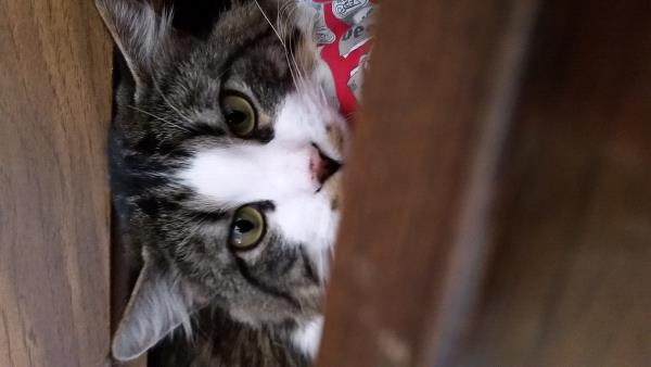 /Images/uploads/Humane Society of Utah/HSUCalendar/entries/828thumb.jpg